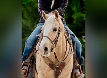American Quarter Horse, Gelding, 10 years, 15 hh, Palomino