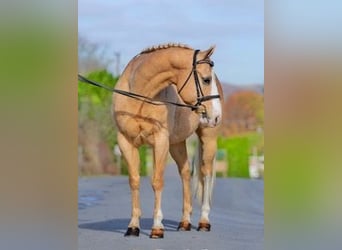 American Quarter Horse, Gelding, 10 years, 15 hh, Palomino