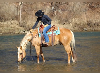 American Quarter Horse, Gelding, 10 years, 15 hh, Palomino