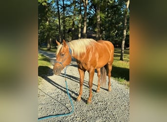 American Quarter Horse, Gelding, 10 years, 15 hh, Palomino