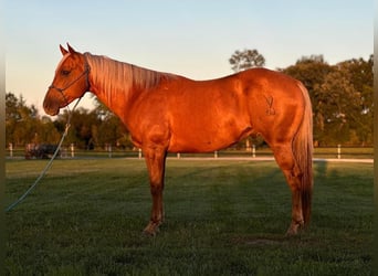 American Quarter Horse, Gelding, 10 years, 15 hh, Palomino