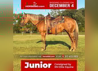 American Quarter Horse, Gelding, 10 years, 15 hh, Palomino