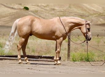American Quarter Horse, Gelding, 10 years, 15 hh, Palomino