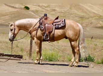 American Quarter Horse, Gelding, 10 years, 15 hh, Palomino