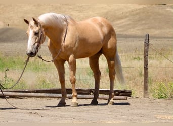 American Quarter Horse, Gelding, 10 years, 15 hh, Palomino