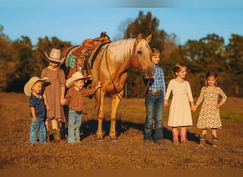American Quarter Horse, Gelding, 10 years, 15 hh, Palomino