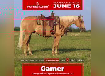 American Quarter Horse, Gelding, 10 years, 15 hh, Palomino