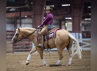 American Quarter Horse, Gelding, 10 years, 15 hh, Palomino