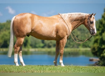 American Quarter Horse, Gelding, 10 years, 15 hh, Palomino