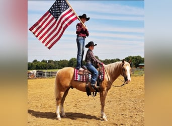 American Quarter Horse, Gelding, 10 years, 15 hh, Palomino