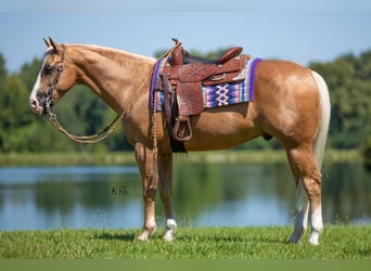 American Quarter Horse, Gelding, 10 years, 15 hh, Palomino