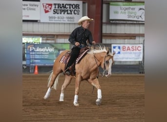 American Quarter Horse, Gelding, 10 years, 15 hh, Palomino