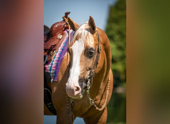 American Quarter Horse, Gelding, 10 years, 15 hh, Palomino