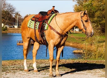 American Quarter Horse, Gelding, 10 years, 15 hh, Palomino