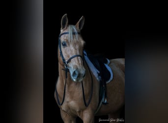 American Quarter Horse, Gelding, 10 years, 15 hh, Palomino