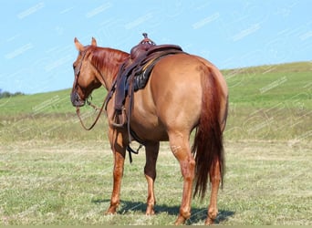 American Quarter Horse, Gelding, 10 years, 15 hh, Red Dun