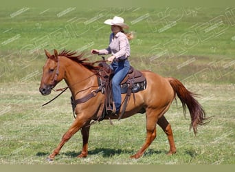 American Quarter Horse, Gelding, 10 years, 15 hh, Red Dun