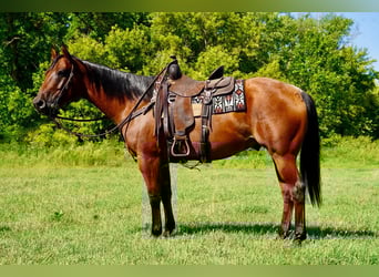 American Quarter Horse, Gelding, 10 years, 15 hh, Roan-Bay