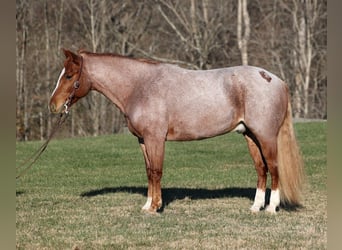 American Quarter Horse, Gelding, 10 years, 15 hh, Roan-Bay