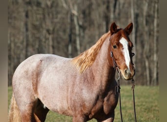 American Quarter Horse, Gelding, 10 years, 15 hh, Roan-Bay