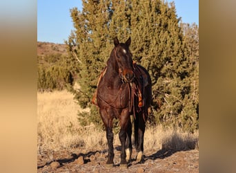 American Quarter Horse, Gelding, 10 years, 15 hh, Roan-Bay