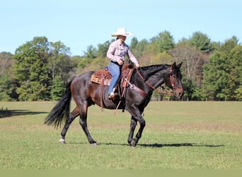 American Quarter Horse, Gelding, 10 years, 15 hh, Roan-Bay