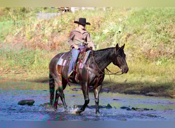 American Quarter Horse, Gelding, 10 years, 15 hh, Roan-Bay