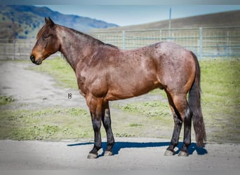 American Quarter Horse, Gelding, 10 years, 15 hh, Roan-Bay