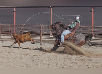 American Quarter Horse, Gelding, 10 years, 15 hh, Roan-Bay