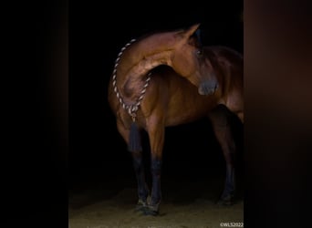 American Quarter Horse, Gelding, 10 years, 15 hh, Roan-Bay