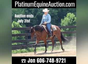 American Quarter Horse, Gelding, 10 years, 15 hh, Roan-Bay