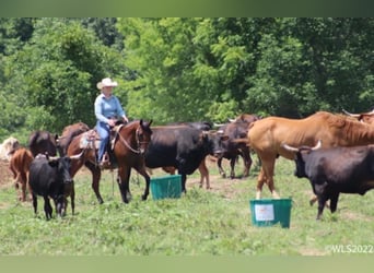 American Quarter Horse, Gelding, 10 years, 15 hh, Roan-Bay
