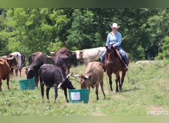 American Quarter Horse, Gelding, 10 years, 15 hh, Roan-Bay