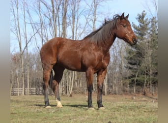 American Quarter Horse, Gelding, 10 years, 15 hh, Roan-Bay