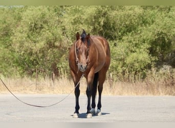 American Quarter Horse, Gelding, 10 years, 15 hh, Roan-Bay