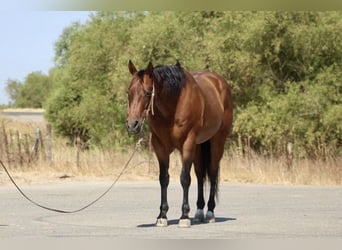 American Quarter Horse, Gelding, 10 years, 15 hh, Roan-Bay