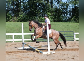 American Quarter Horse, Gelding, 10 years, 15 hh, Roan-Bay