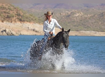 American Quarter Horse, Gelding, 10 years, 15 hh, Roan-Blue