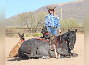 American Quarter Horse, Gelding, 10 years, 15 hh, Roan-Blue