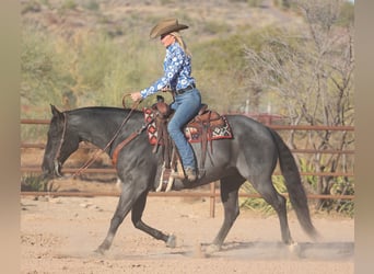 American Quarter Horse, Gelding, 10 years, 15 hh, Roan-Blue