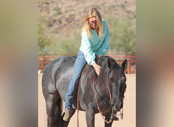 American Quarter Horse, Gelding, 10 years, 15 hh, Roan-Blue