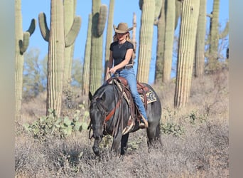 American Quarter Horse, Gelding, 10 years, 15 hh, Roan-Blue