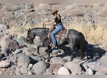 American Quarter Horse, Gelding, 10 years, 15 hh, Roan-Blue