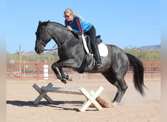 American Quarter Horse, Gelding, 10 years, 15 hh, Roan-Blue