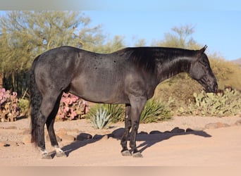 American Quarter Horse, Gelding, 10 years, 15 hh, Roan-Blue