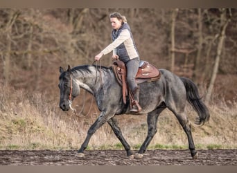 American Quarter Horse, Gelding, 10 years, 15 hh, Roan-Blue