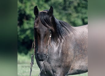 American Quarter Horse, Gelding, 10 years, 15 hh, Roan-Blue