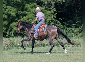 American Quarter Horse, Gelding, 10 years, 15 hh, Roan-Blue