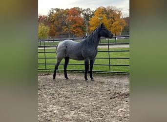 American Quarter Horse, Gelding, 10 years, 15 hh, Roan-Blue