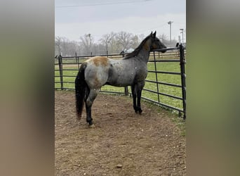 American Quarter Horse, Gelding, 10 years, 15 hh, Roan-Blue